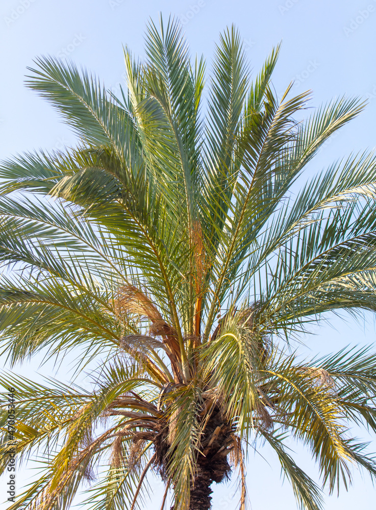 Fototapeta premium Palm trees against the sky.