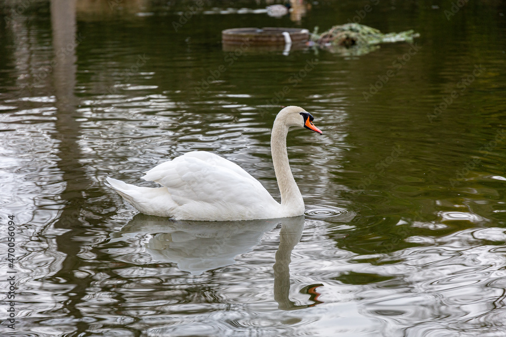 White mute swan swimming in a lake