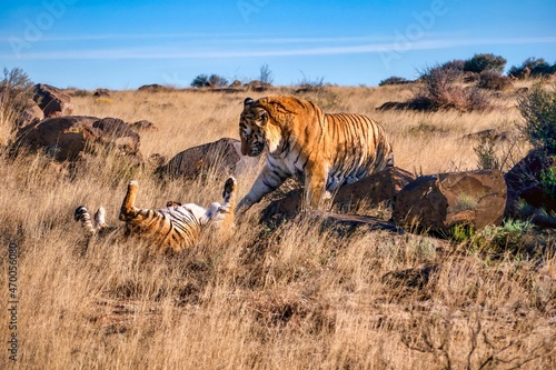 A large male bengal tiger (Panthera tigris tigris) displaying aggressive, dominant behavior as he attempts to mate with a female, who is on her back in a submissive posture. photo