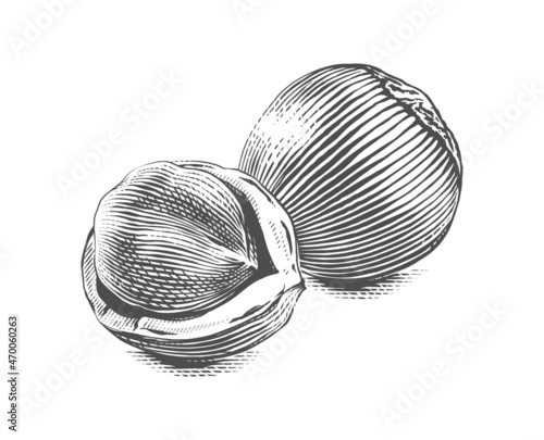 open filbert Hand drawing sketch engraving illustration style