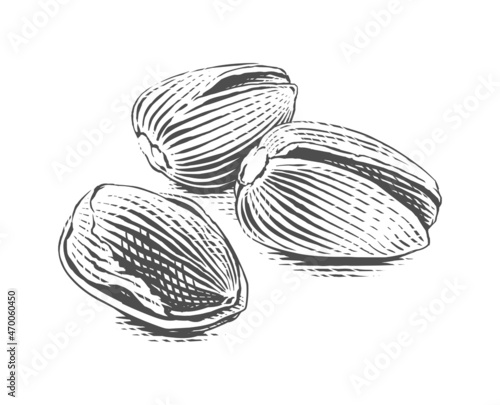 pistachios Hand drawing sketch engraving illustration style