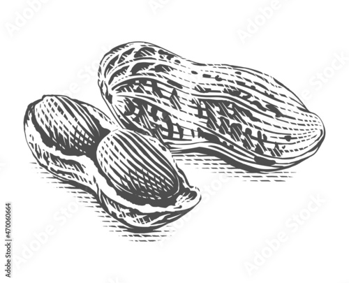 peanut Hand drawing sketch engraving illustration style