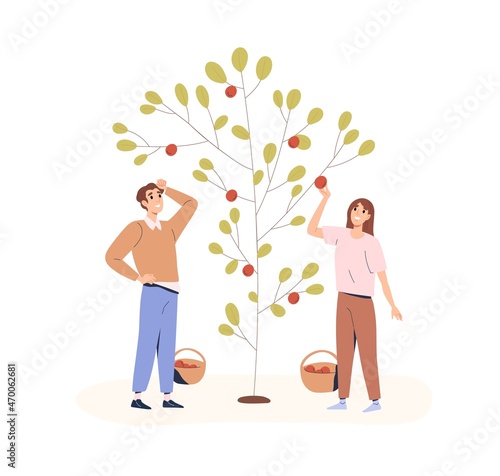 People picking apples from garden tree. Couple of farmers collecting harvest ...