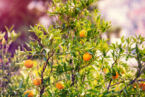 Orange tree. Branches with ripe oranges