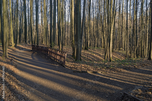 Photography Shadows from trees on a pedestrian walkway in the autumn forest.