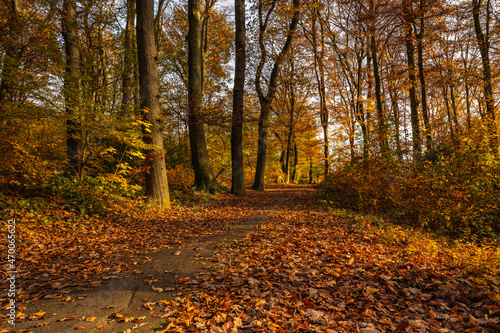 typical autumn landscape in a forest at Mülheim an der Ruhr / Speldorf / Germany