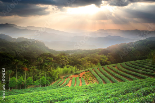 beautiful tea darden with nice sunset and tea tree green photo