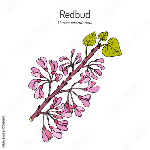 Eastern redbud Cercis canadensis , the official state tree of Oklahoma photo