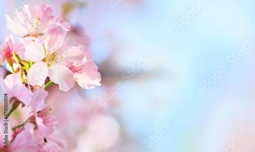 Pink sakura petals flower background. Romantic blossom sakura flower petals
