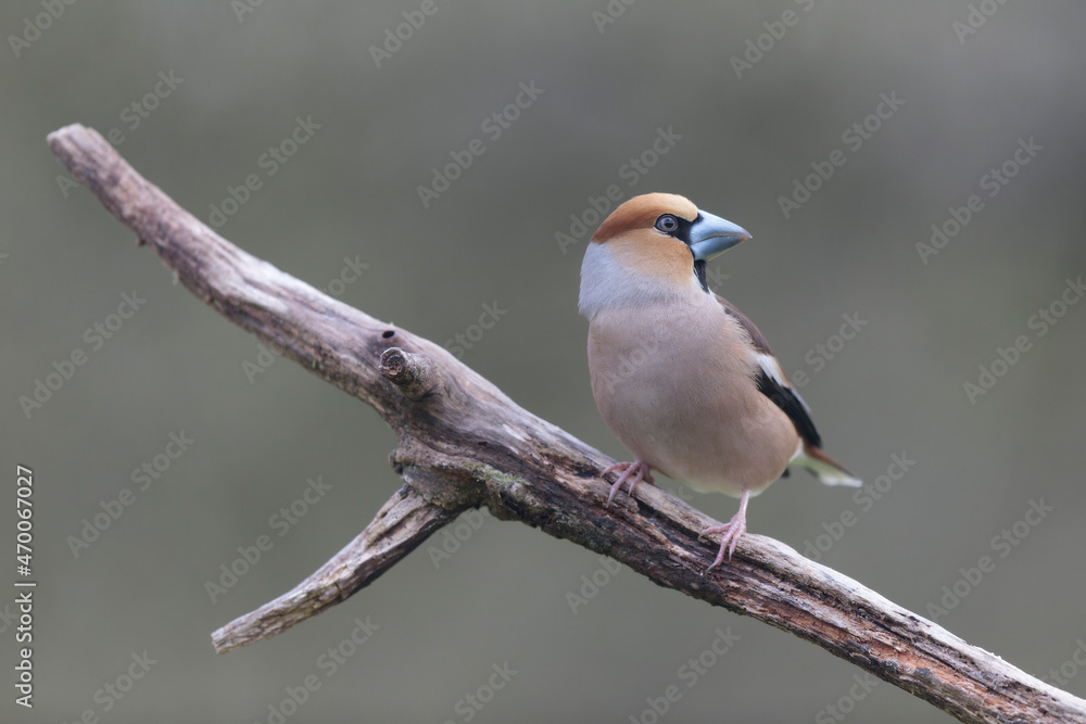 Obraz premium common European Hawfinch Coccothraustes coccothraustes in close view in woodland