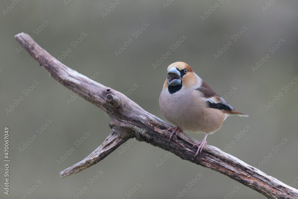 common European Hawfinch Coccothraustes coccothraustes in close view in woodland common European Hawfinch Coccothraustes coccothraustes in close view in woodland