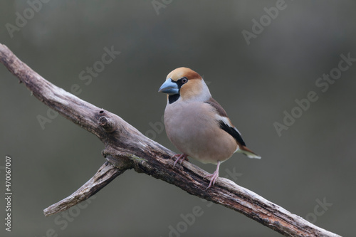 common European Hawfinch Coccothraustes coccothraustes in close view in woodland © denis