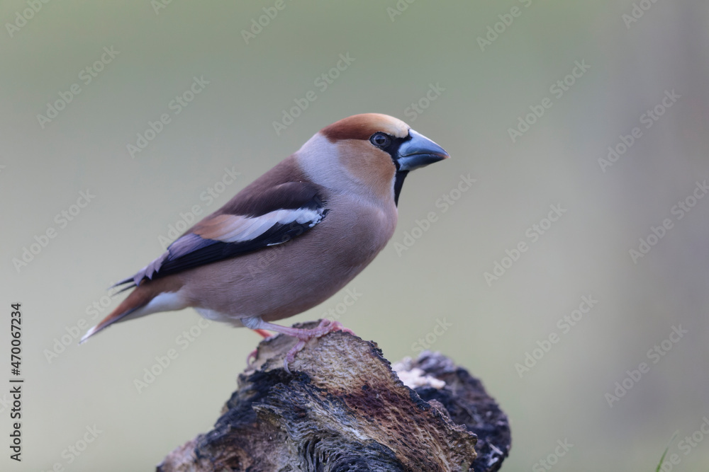 Obraz premium common European Hawfinch Coccothraustes coccothraustes in close view in woodland