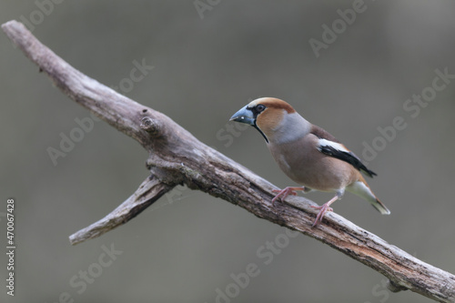 common European Hawfinch Coccothraustes coccothraustes in close view in woodland