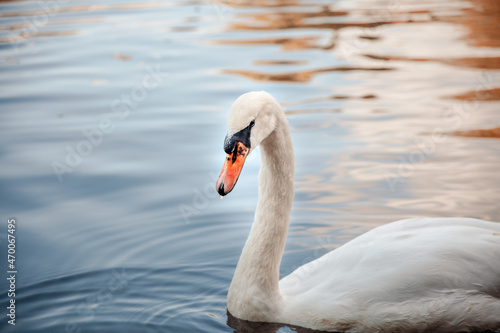 white swan close-up. a swan in the water. a beautiful gentle bird. the noble swan.