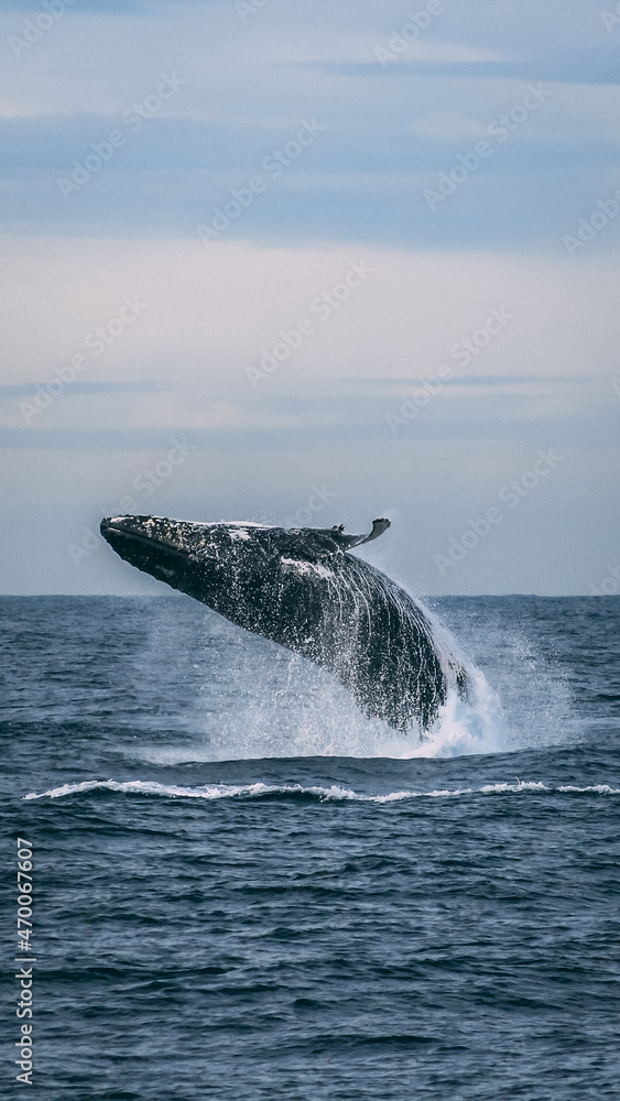 humpback whale jumping humpback whale jumping