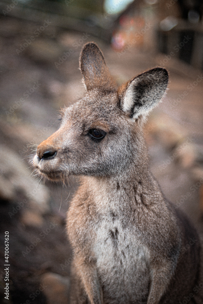 kangaroo kangaroo
