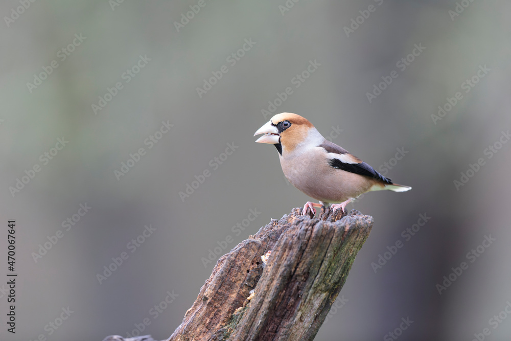 common European Hawfinch Coccothraustes coccothraustes in close view in woodland common European Hawfinch Coccothraustes coccothraustes in close view in woodland