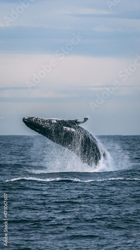 humpback whale jumping © Sergio