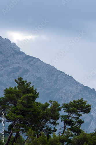 Zamglone szczyty górskie z roślinnością pochylone od wiatru choinki