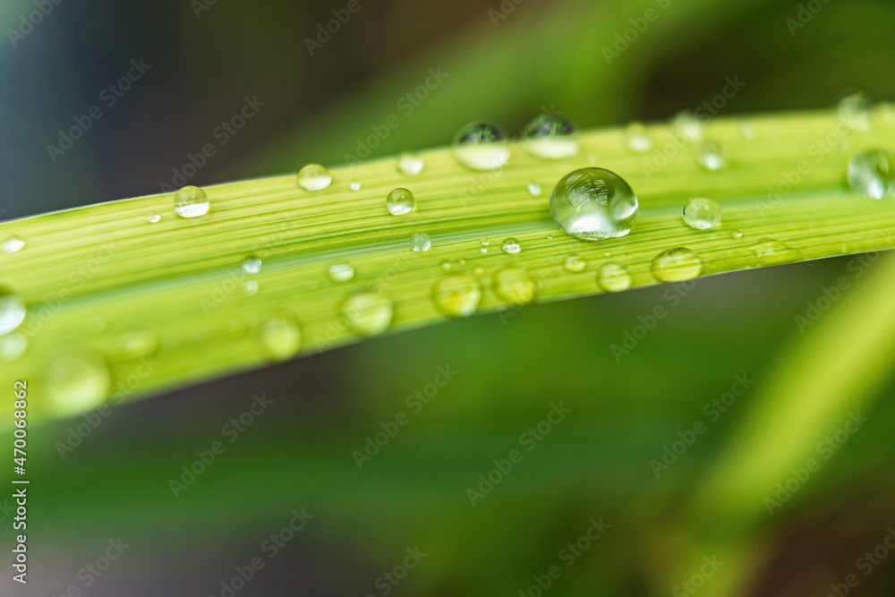 Macro closeup of Beautiful fresh green grass with drop of water after the rain in morning sun nature background. Macro closeup of Beautiful fresh green grass with drop of water after the rain in morning sun nature background.