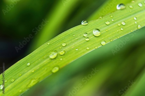Macro closeup of Beautiful fresh green grass with drop of water after the rain in morning sun nature background.