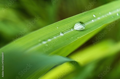 Macro closeup of Beautiful fresh green grass with drop of water after the rain in morning sun nature background.