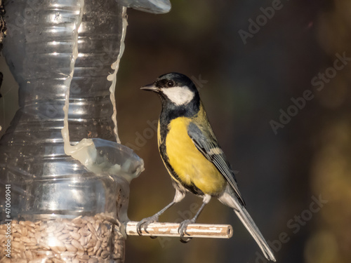 Great tit visiting bird feeder from reused plastic bottle hanging in the tree full with grains. Bird standing on the side of the feeder before eating sunflower seeds in sunlight