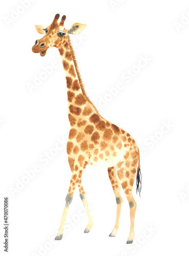 A poster with a giraffe. Watercolor giraffe animal illustration isolated in white background. © olga_bonitas