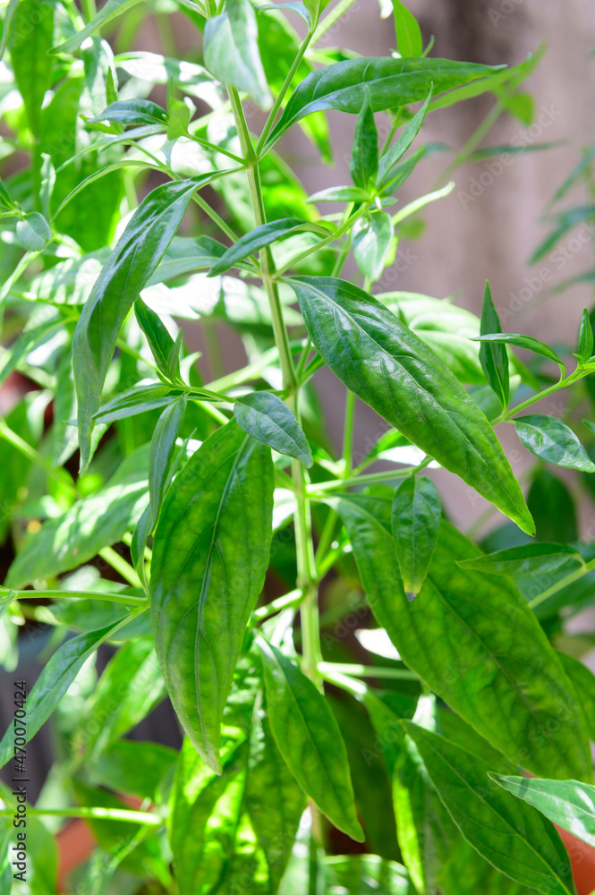 Kariyat Thai herbal medicine herbs organic plant leaves