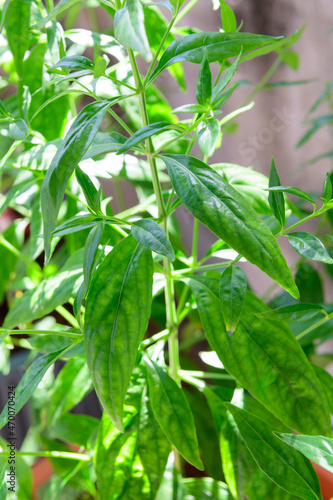 Kariyat Thai herbal medicine herbs organic plant leaves