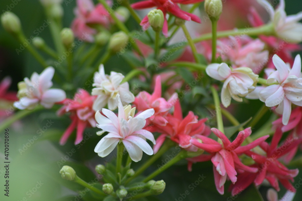 Combretum indicum or Quisqualis indica, also known as the Rangoon creeper,is a vine with red flower clusters which is native to tropical Asia. The flowers change in colour with age 