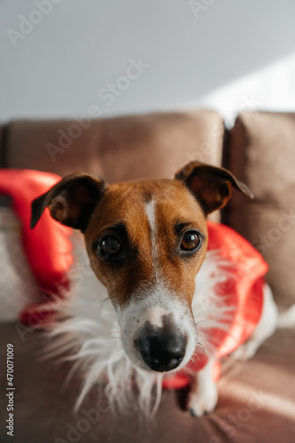 jack russell terrier © Оксана Кустарниченко