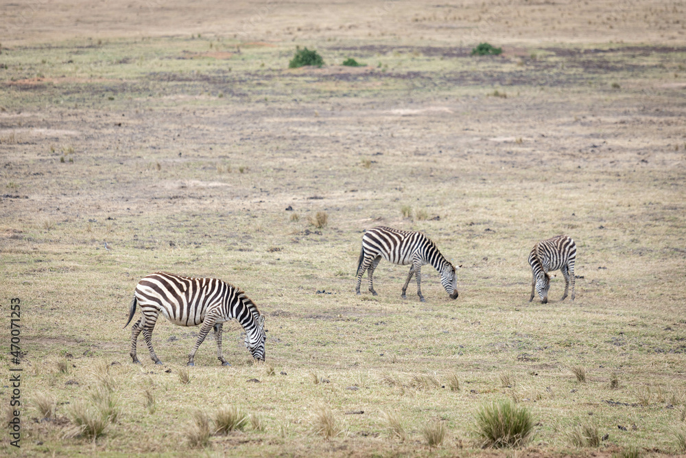 Obraz premium zebras roaming around the savannah and eating grass
