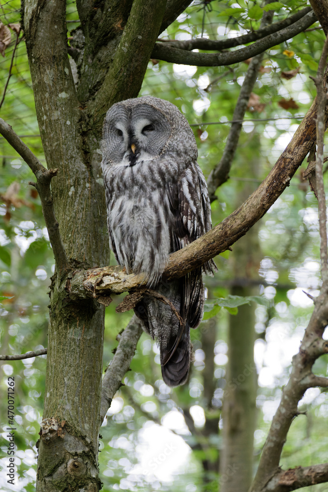 Fototapeta premium Eule