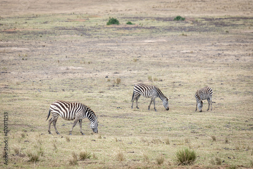 zebras roaming around the savannah and eating grass