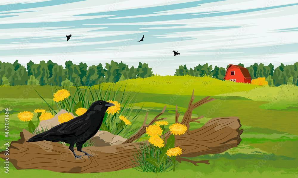 Fototapeta premium A large black crow stands on the trunk of a fallen tree in a dandelion thicket near a field and a red barn. A flock of crows in the air. Wild crow Corvus corax. Realistic vector landscape