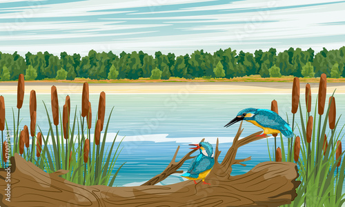 A pair of kingfishers perched on a branch in a thicket of reeds and cattails on the shore of a lake. Kingfisher hunting. Coastal vegetation and wild birds. Realistic vector landscape
