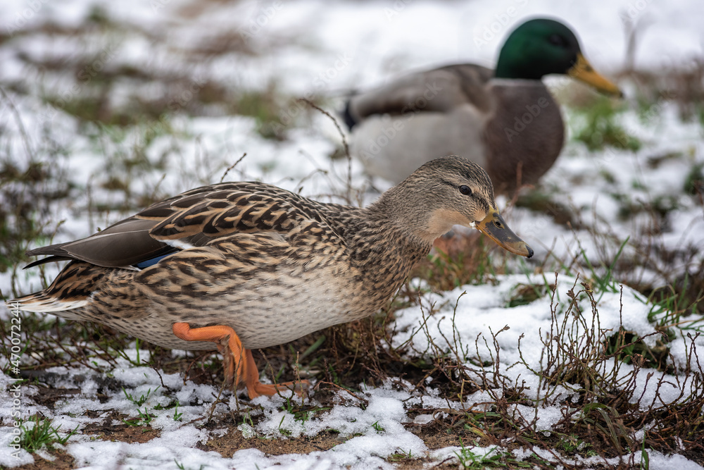 duck in snow duck in snow