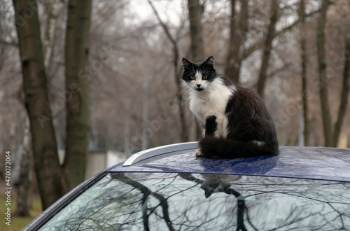 A stray cat - a black and white animal sitting on the roof of a blue car in cold autumn. Homeless animal problem. 