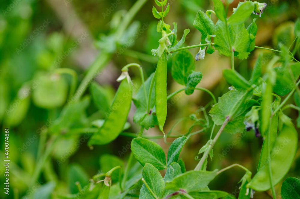 Growing green peas in garden, Organic farming Growing green peas in garden, Organic farming