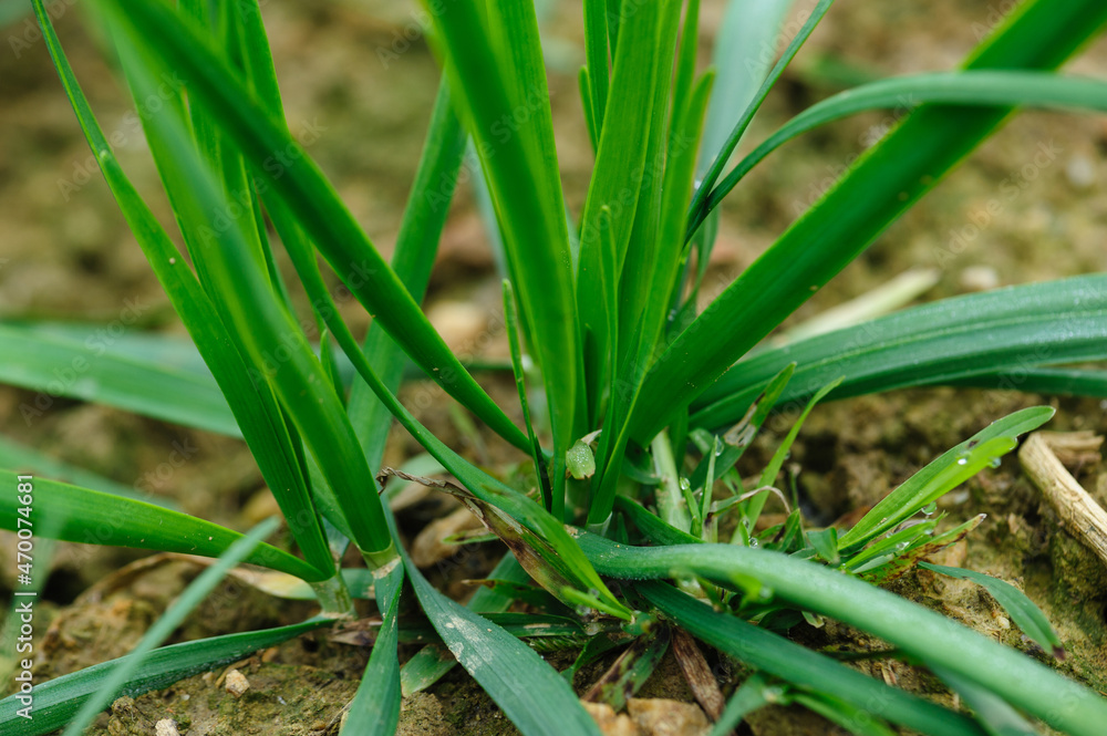 Green leek leaves in growth at vegetable garden Green leek leaves in growth at vegetable garden