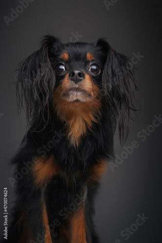 Portrait of miniature russian dog against gray background