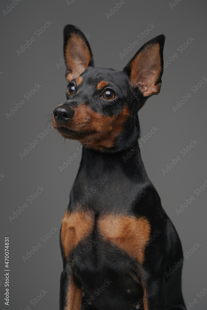 Little cute dog with black fur against gray background Little cute dog with black fur against gray background