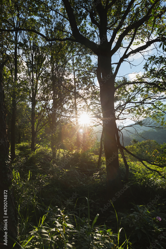 Obraz premium Beautiful scene misty forest with sun rays through the tree leaves