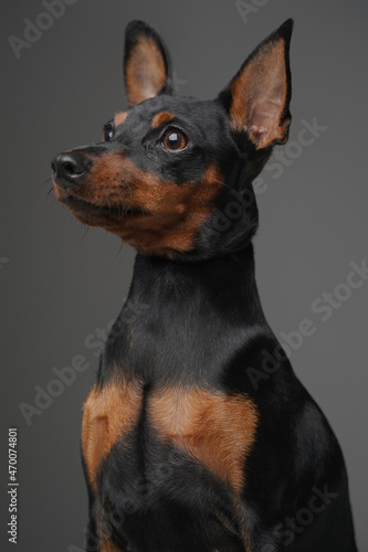 Lovable canine pet with long ears and short black fur © Fxquadro