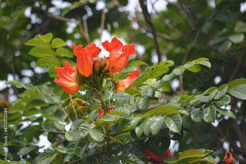 Spathodea campanulata  is commonly known as the African tulip tree and planted extensively as an ornamental tree throughout the tropics and is much appreciated for its very showy reddish orange 