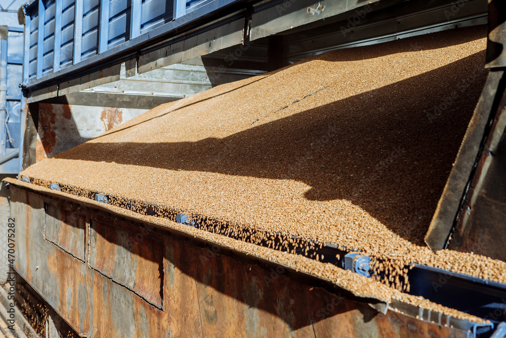 Unloading grain from an autotruck to an undeground storage