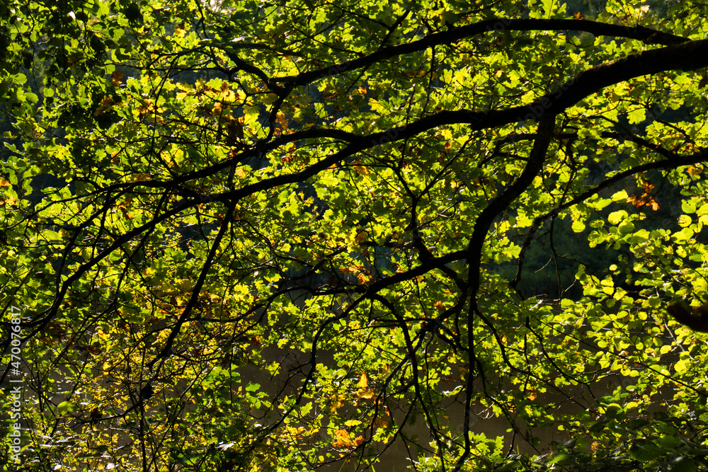 Green leaves starting to turn yellow in the Palatinate forest of Germany on a sunny fall afternoon. Green leaves starting to turn yellow in the Palatinate forest of Germany on a sunny fall afternoon.