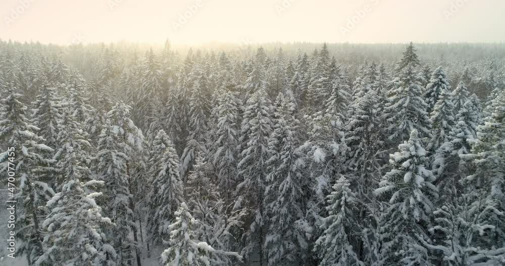 Winter forest aerial view flying over snow covered spruce trees on sunny day Winter forest aerial view flying over snow covered spruce trees on sunny day